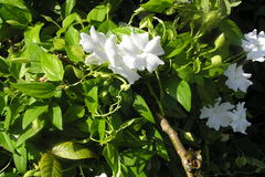 Thunbergia fragrans var. laevis